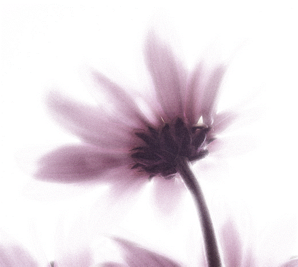 Resultado de imagem para flor fundo branco