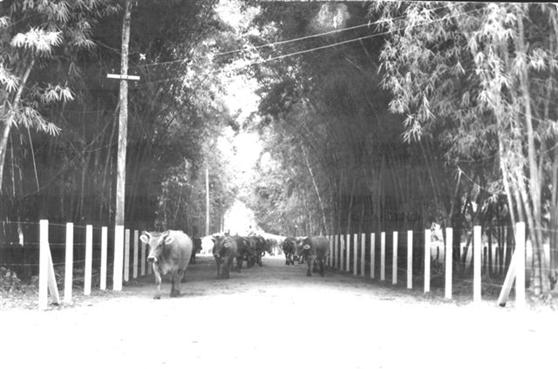 Animais anos 50 n 1