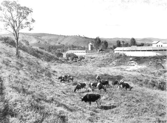 Animais anos 50