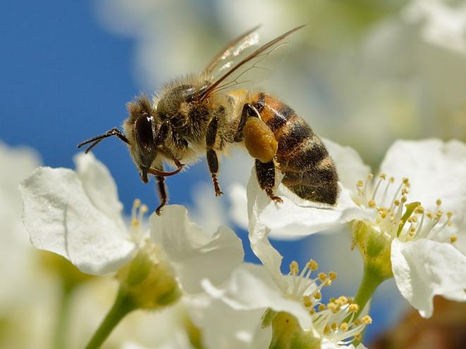 Arquivo: Apis mellifera - Prunus padus - Keila.jpg