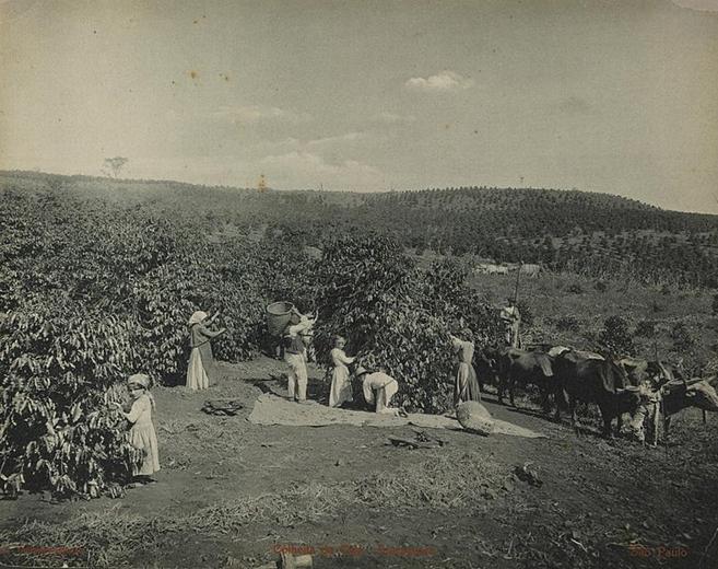 Ficheiro:Colheita de cafƒ© em Araraquara, Sƒ£o Paulo.jpg