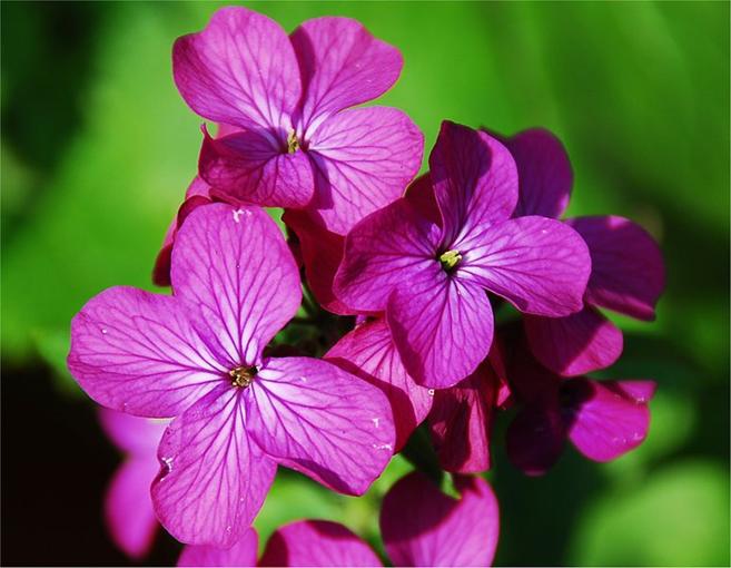 File:Lunaria annua detail.jpg