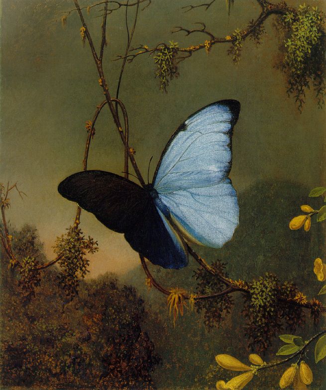 https://upload.wikimedia.org/wikipedia/commons/0/0d/Martin_Johnson_Heade_-Blue_Morpho_Butterfly_ATC.jpg