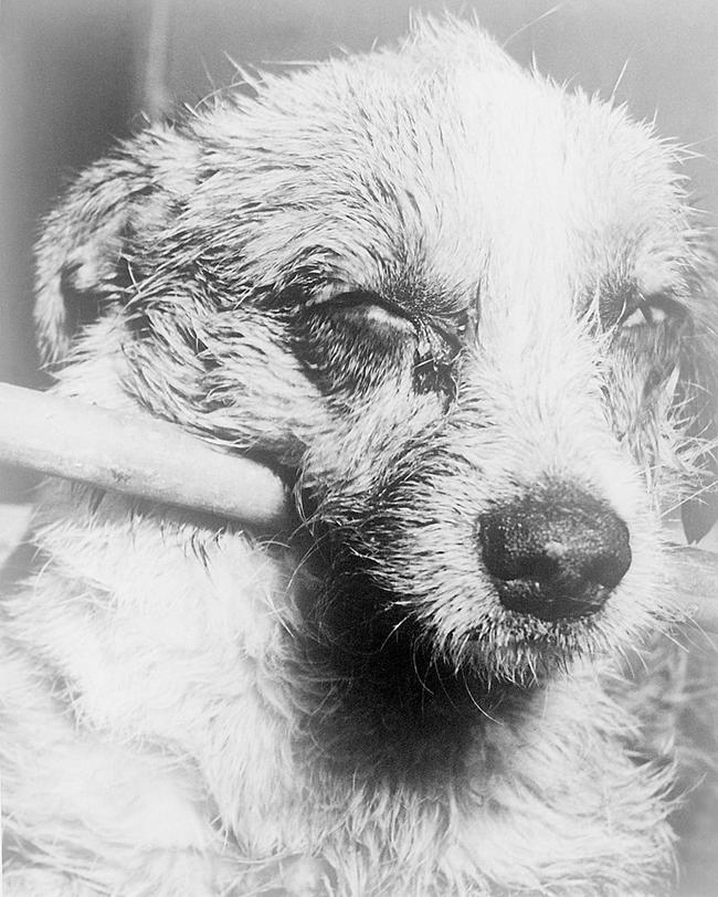 https://upload.wikimedia.org/wikipedia/commons/thumb/8/89/Dog_with_rabies.jpg/800px-Dog_with_rabies.jpg
