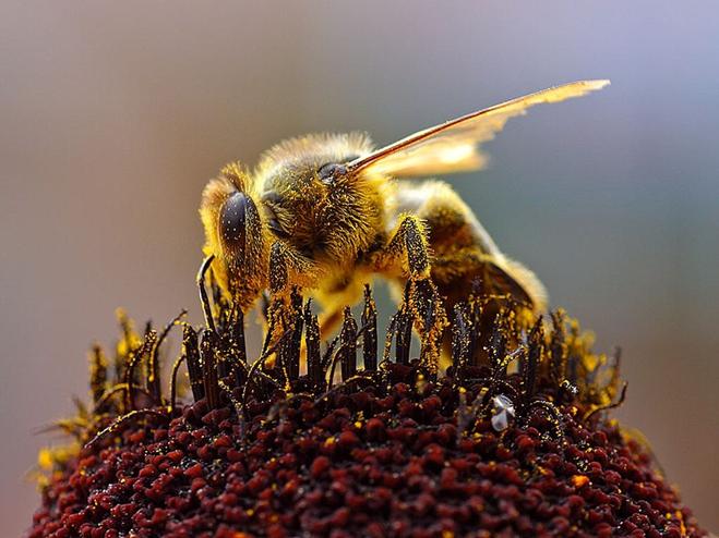 Arquivo: Bee Collecting Pollen 2004-08-14.jpg