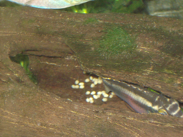 Arquivo: Pelvicachromis with eggs.JPG