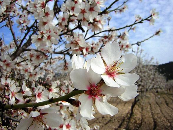 almendros en flor