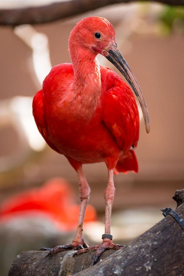 https://upload.wikimedia.org/wikipedia/commons/thumb/4/4c/Oceanografic_Scarlet_Ibis_02.jpg/682px-Oceanografic_Scarlet_Ibis_02.jpg