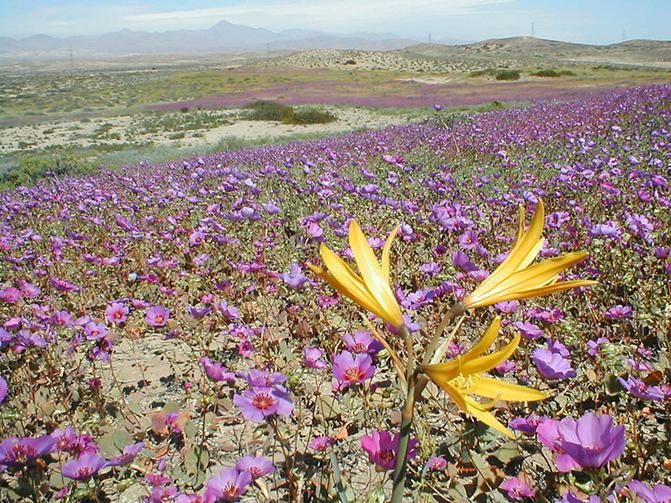 Ligaes Ficheiro: Desierto florido.jpg