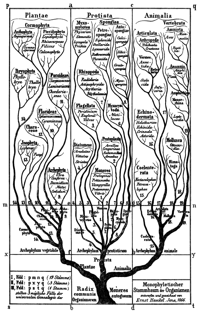 https://upload.wikimedia.org/wikipedia/commons/thumb/b/bc/Haeckel_arbol_bn.png/659px-Haeckel_arbol_bn.png