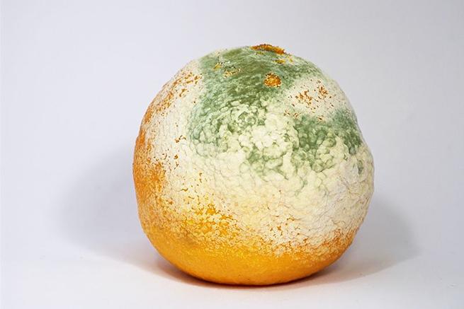 Arquivo: Moldy Clementine.jpg