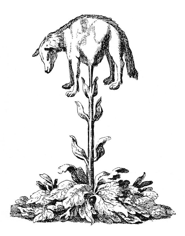 https://upload.wikimedia.org/wikipedia/commons/thumb/c/c7/Vegetable_lamb_%28Lee%2C_1887%29.jpg/805px-Vegetable_lamb_%28Lee%2C_1887%29.jpg