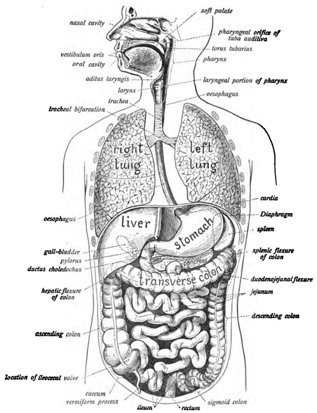 https://upload.wikimedia.org/wikipedia/commons/thumb/9/9c/Sobo_1906_323.png/785px-Sobo_1906_323.png