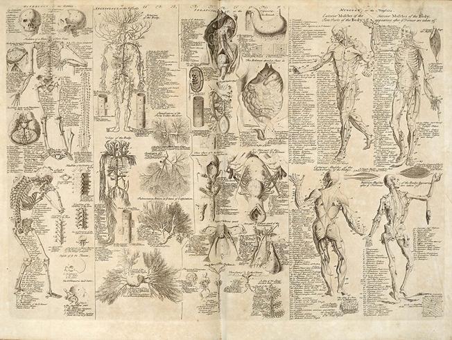 https://upload.wikimedia.org/wikipedia/commons/thumb/6/6b/Anatomical_chart%2C_Cyclopaedia%2C_1728%2C_volume_1%2C_between_pages_84_and_85.jpg/1280px-Anatomical_chart%2C_Cyclopaedia%2C_1728%2C_volume_1%2C_between_pages_84_and_85.jpg