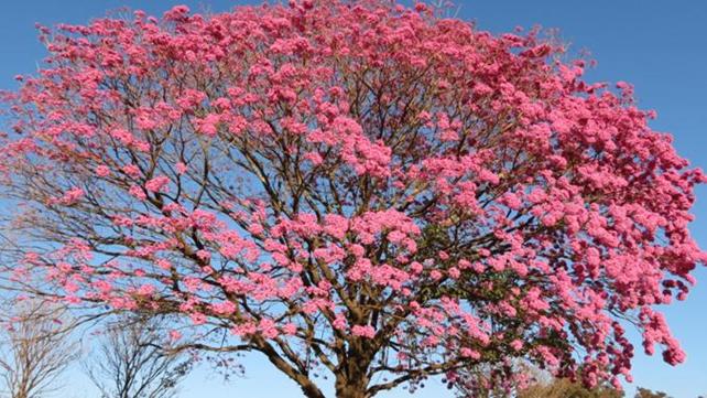 http://www.noticiasespiritas.com.br/2018/JANEIRO/27-01-2018_arquivos/image013.jpg