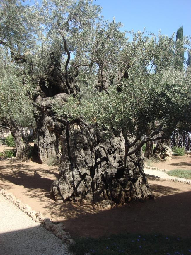http://www.noticiasespiritas.com.br/2018/MARCO/21-03-2018_arquivos/image019.jpg