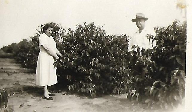 donalinda136fazendalageadoburitamacafezal1956