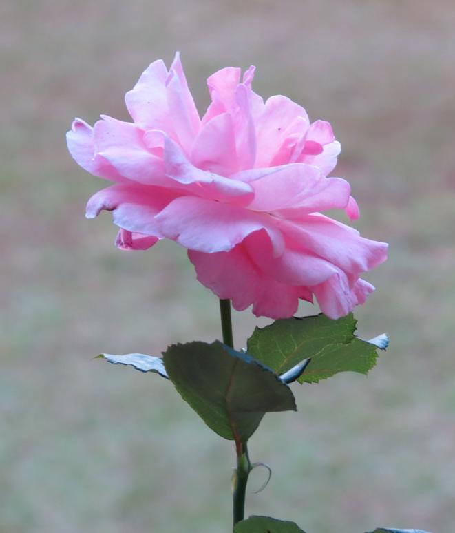http://www.noticiasespiritas.com.br/2019/ABRIL/19-04-2019_arquivos/image023.jpg