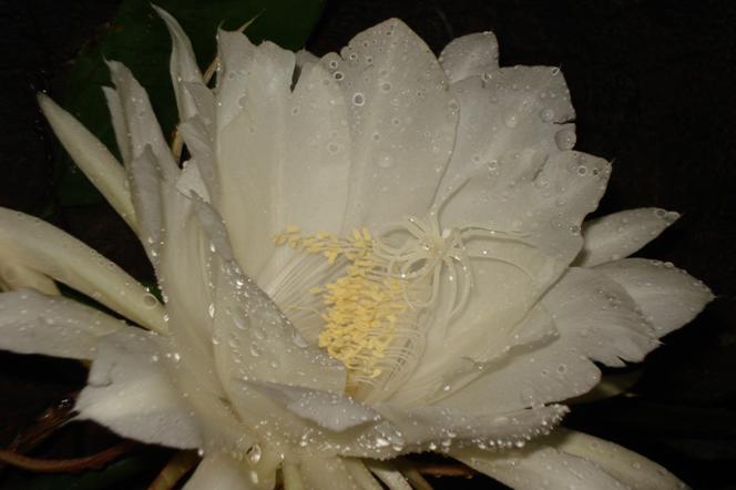 https://www.noticiasespiritas.com.br/2019/FEVEREIRO/15-02-2019_arquivos/image014.jpg