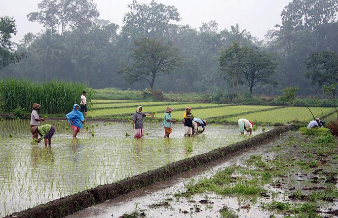 800px-Rice_plantation_in_Java