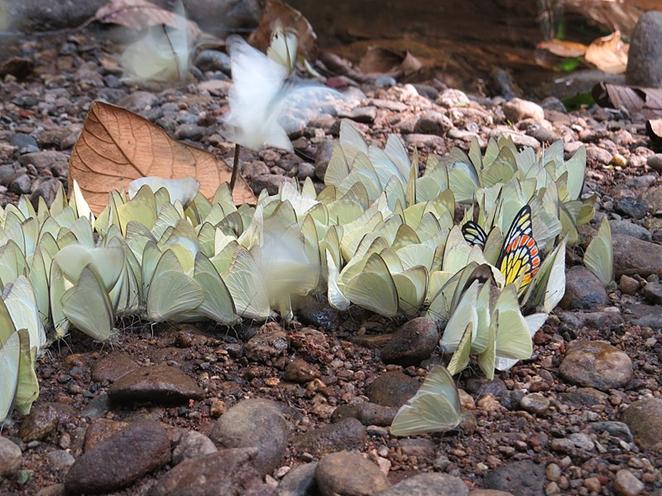 800px-Butterflies_mud_puddling_at_Aralam_Wildlife_Sanctuary,_Kerala,_India_(13)
