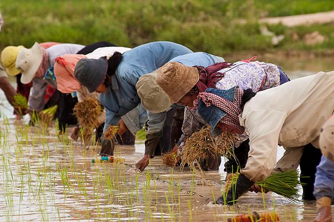Cambodian_farmers_planting_rice