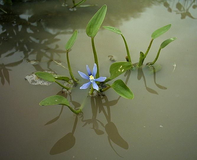 Heteranthera_limosa